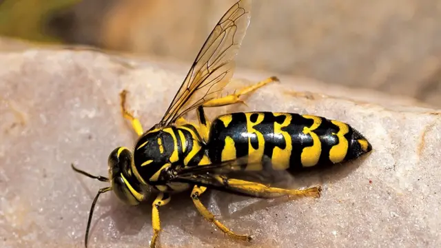 பூச்சிகளை அழிக்காதீர்கள்; நேசியுங்கள்