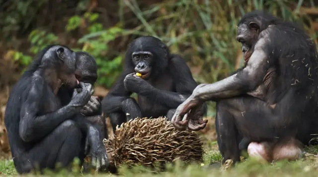 Sem ljudi, samo par vrsta majmuna, poput bonoboa, okupljaju se da bi jeli zajedno