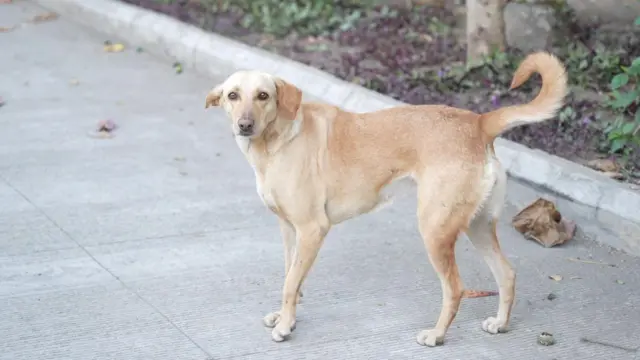 भटके कुत्रे