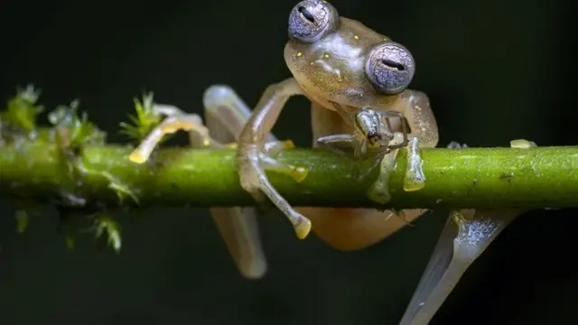 ضفدع زجاجي يلتهم عنكبوتا