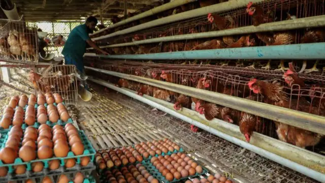 কোম্পানিগুলোর চুক্তিভিত্তিক খামারও রয়েছে