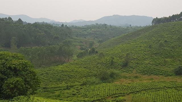Green valley in Kanungu