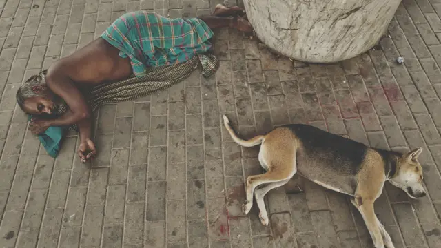 কুকুর মানুষের সহাবস্থান নিশ্চিতে কাজ করার পরামর্শ