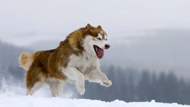 anjing huskies