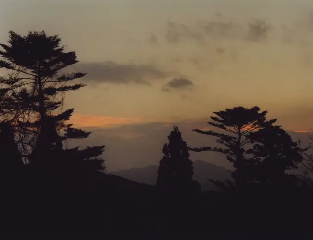 Silhouettes of trees at dusk