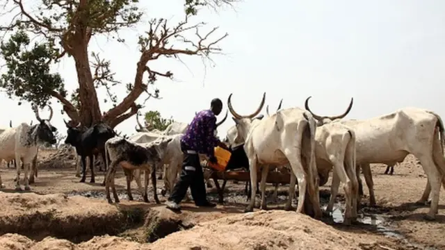 onye ọchịehị na ehi ya.