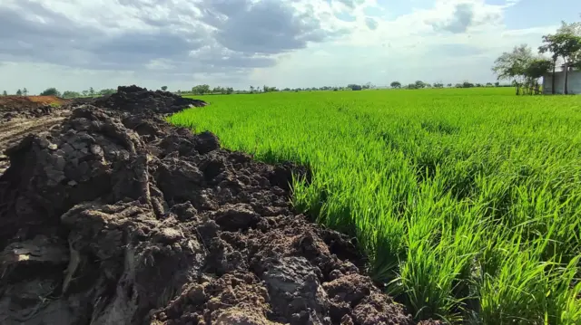 என்.எல்.சி சுரங்க விரிவாக்க பணிக்கு நெல் பயிர்கள் அழிப்பு கிராம மக்கள் போராட்டம்