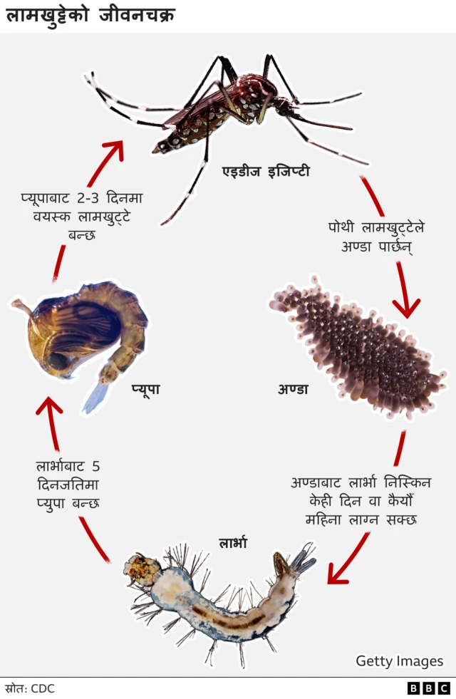 लामखुट्टेको जीवनचक्र