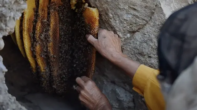 Hatidze harvesting honey