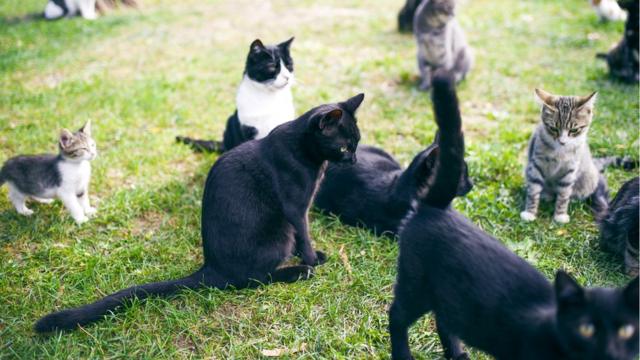Почему нам важно знать всю правду о мурчании кошек - BBC News Русская служба