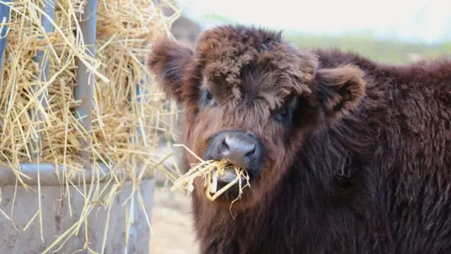 একটি বাছুর