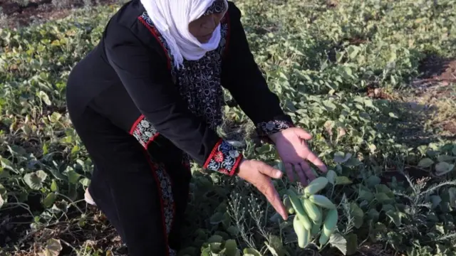 مزارعة فلسطينية