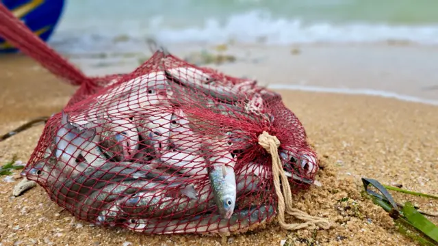 බෝට්ටුව වෙරළට සේන්දු වූ පසු එහි සිටි ධීවරයන් දෙදෙනා ඔවුන් දැල් දමා අල්ලාගත් මාළු වෙරළෙන් තබන ආකාරය දුටු අපි ලහි ලහියේ ඒ දෙසට ඇවිද ගියෙමු.