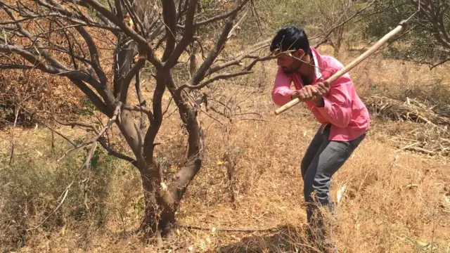 जवळपास दीड हजार झाडं तोडण्यात आली