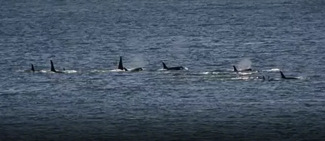 گروهی از نهنگ‌های قاتل 