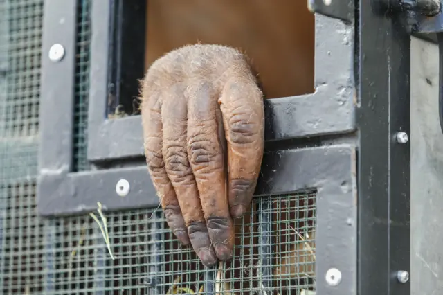 มือลิงอุรังอุตัง