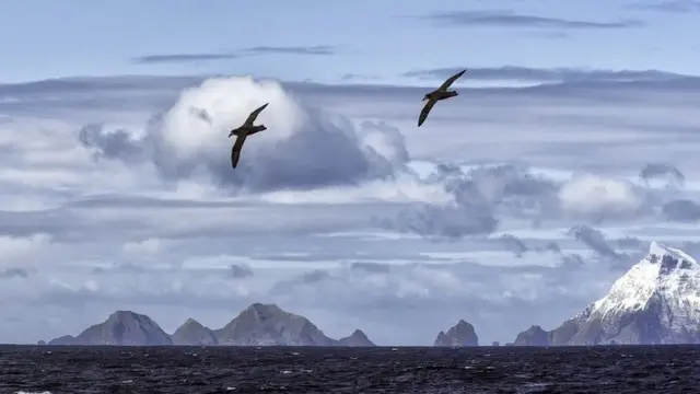 एल्बाट्रॉस