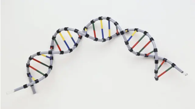 人类DNA双螺旋结构