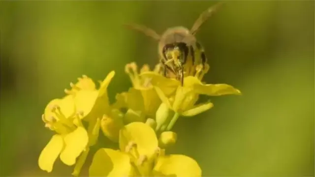 পাম অয়েল এবং সয়াবিন তেল ছাড়াও সরিষার তেল এবং সূর্যমুখীসহ অন্য ধরনের তেল ব্যবহারে মানুষকে উৎসাহিত করার পদক্ষেপ নেয়ার কথাও বলা হচ্ছে সরকারের পক্ষ থেকে।
