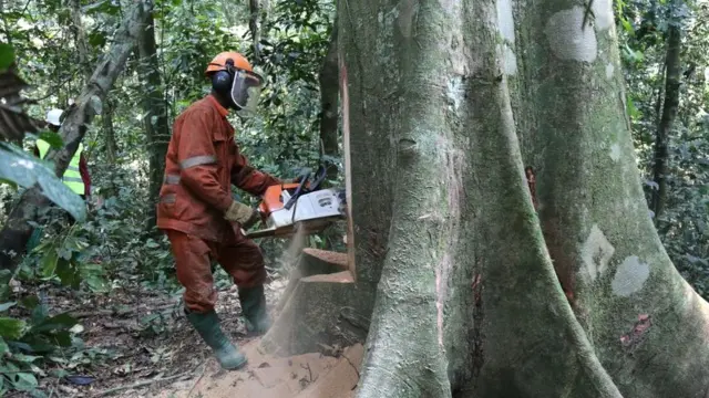 A worker legally cuts a tree by an industrial company near Kisangani in the north-east of the Democratic Republic of Congo