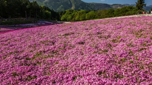 поле пламенника