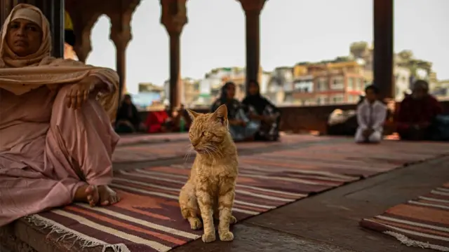 یک زن مسلمان در مسجد جامع مسجد در محله‌ای قدیمی دهلی در کنار یک گربه نشسته