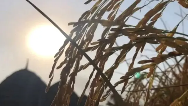 ਕਿਸਾਨ ਸੰਗਠਨ