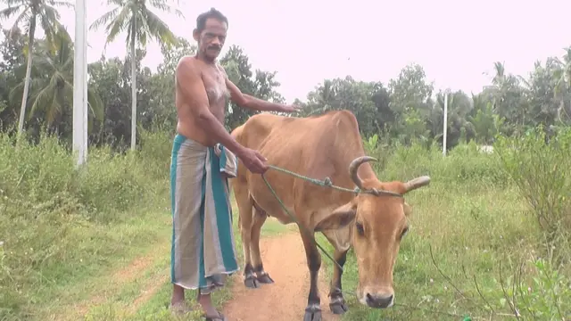තුන්වන පරම්පරාව නියෝජනය කරන දෙනක්