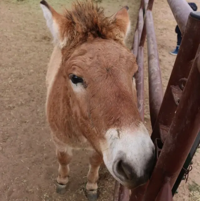 Kurt, cavalo clonado