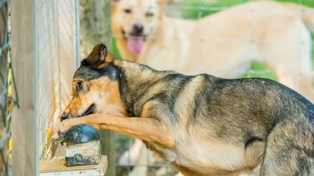 вовк, собака