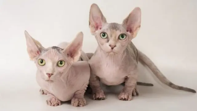 Bambino cinsindən olan pişiklər tamamilə tüksüzdürlər