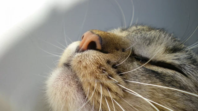 รูปแมวเงยหน้าดมกลิ่น