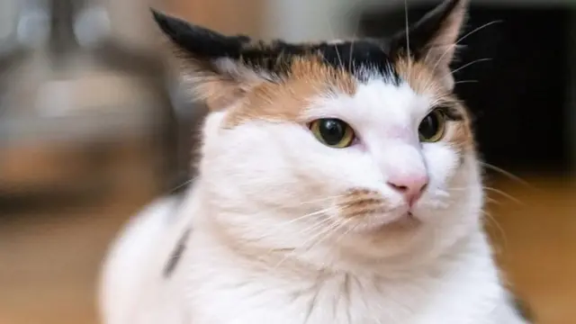 猫据称能够听懂主人叫唤他们的名字(Credit: BBC)