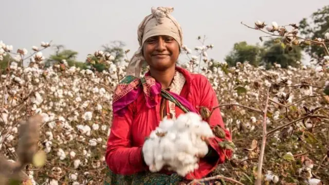 કપાસ, ખેતી, મહારાષ્ટ્ર, ગુજરાત, બીબીસી ગુજરાતી, રંગીન કપાસ, કપાસની ખેતી, પર્યાવરણ, પાણી, કૉટન