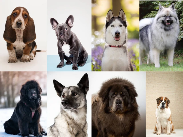 நாய்கள் இனப்பெருக்க வரைவு கொள்கை