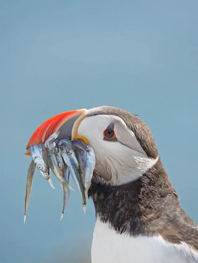 ‘ቃልስና ይዛዘም!’