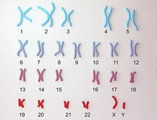 Ilustración de los 23 cromosomas de un hombre