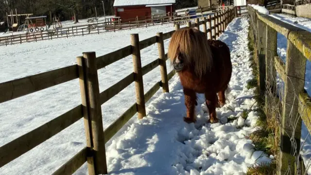 Un pequeño poni marrón en un camino nevado entre dos áreas cercadas, también cubierto de nieve.
