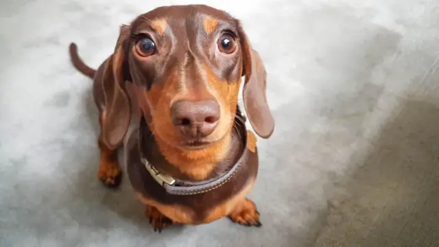 কিউট কুকুর, সুন্দর চোখ