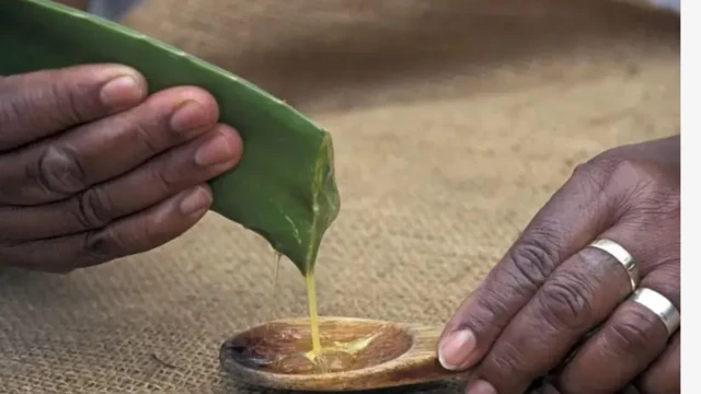 Aworan ọwọ to n fun oje Aloe vera