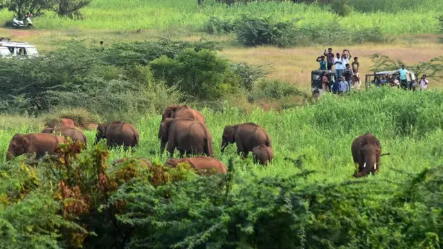 யானைகள் 