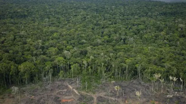 అమెజాన్ అడవి