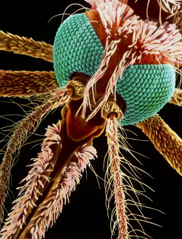 ม﻿าลาเรียเป็นหายนะของมนุษย์มายาวนาน