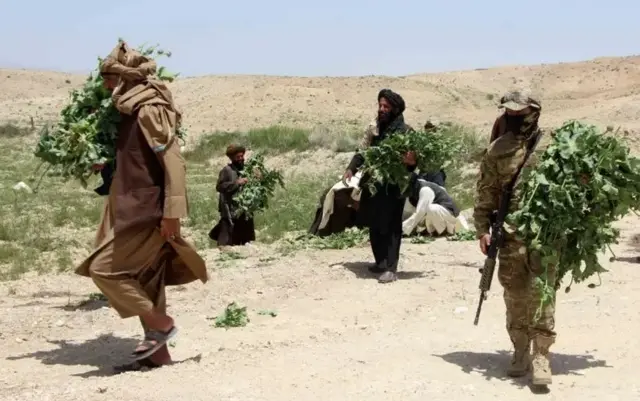 طالبان در حال تخریب مزارع کوکنار در افغانستان