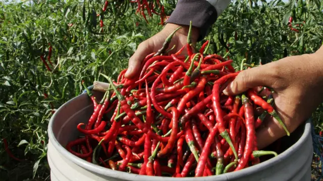 Petani memperlihatkan hasil panen cabai keriting di Galesong Utara, Kabupaten Takalar, Sulawesi Selatan, Senin (18/10).