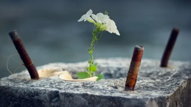 Flor creciendo en resto de estructura de acero y concreto.