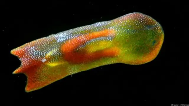 Wannan tsutsar (Acoel flatworms) za ta iya ba wa masanan damar sanin asalin takashi