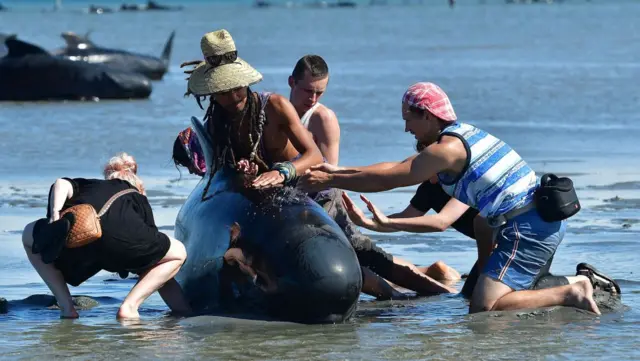 நியூசிலாந்து கடற்கரையில் செத்து மடிந்த நூற்றுக்கணக்கான திமிங்கலங்கள் (புகைப்படத் தொகுப்பு)