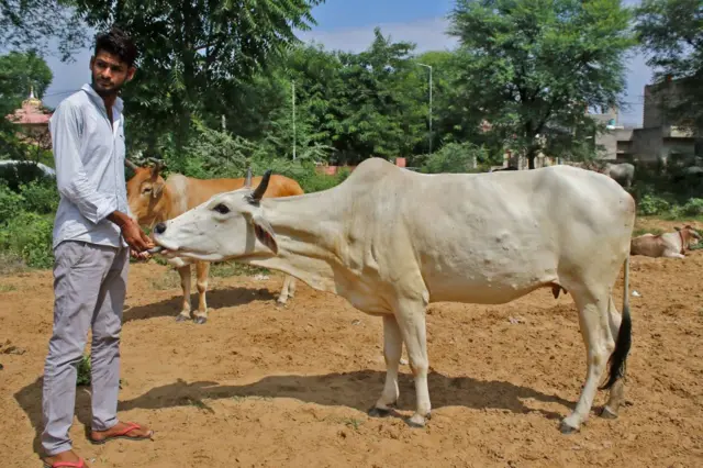 ખરવા મોવાસા, પશુપાલન, ગાય, ભેંસ, દૂધાળાં પશુ, બીમારી અને સારવાર, બીબીસી ગુજરાતી 