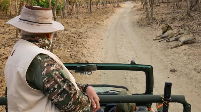 ગીર, વડા પ્રધાન નરેન્દ્ર મોદી, સાસણ, સિંહ, ગુજરાત, બીબીસી ગુજરાતી